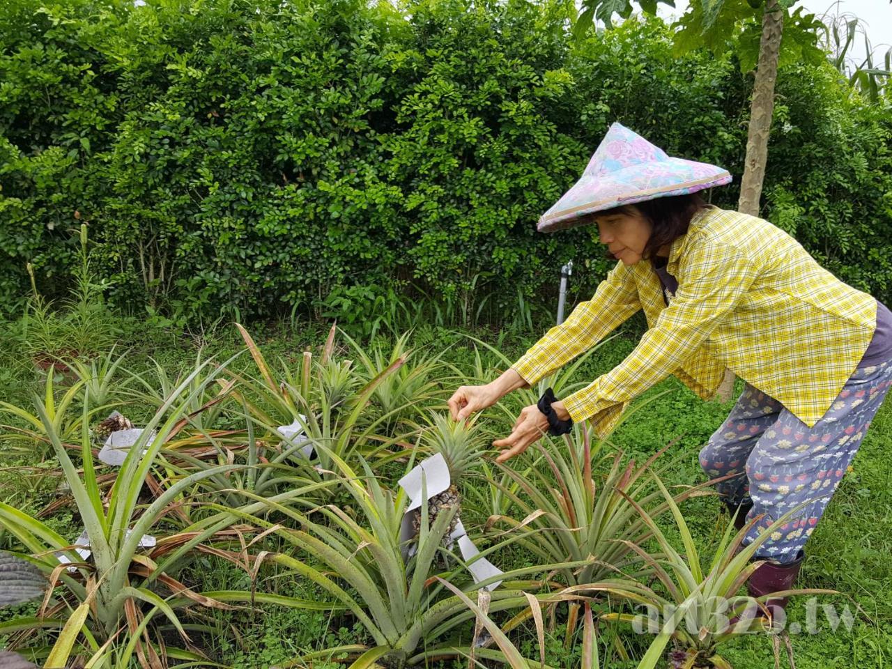 Yi Tian Homestay Fenglin Esterno foto